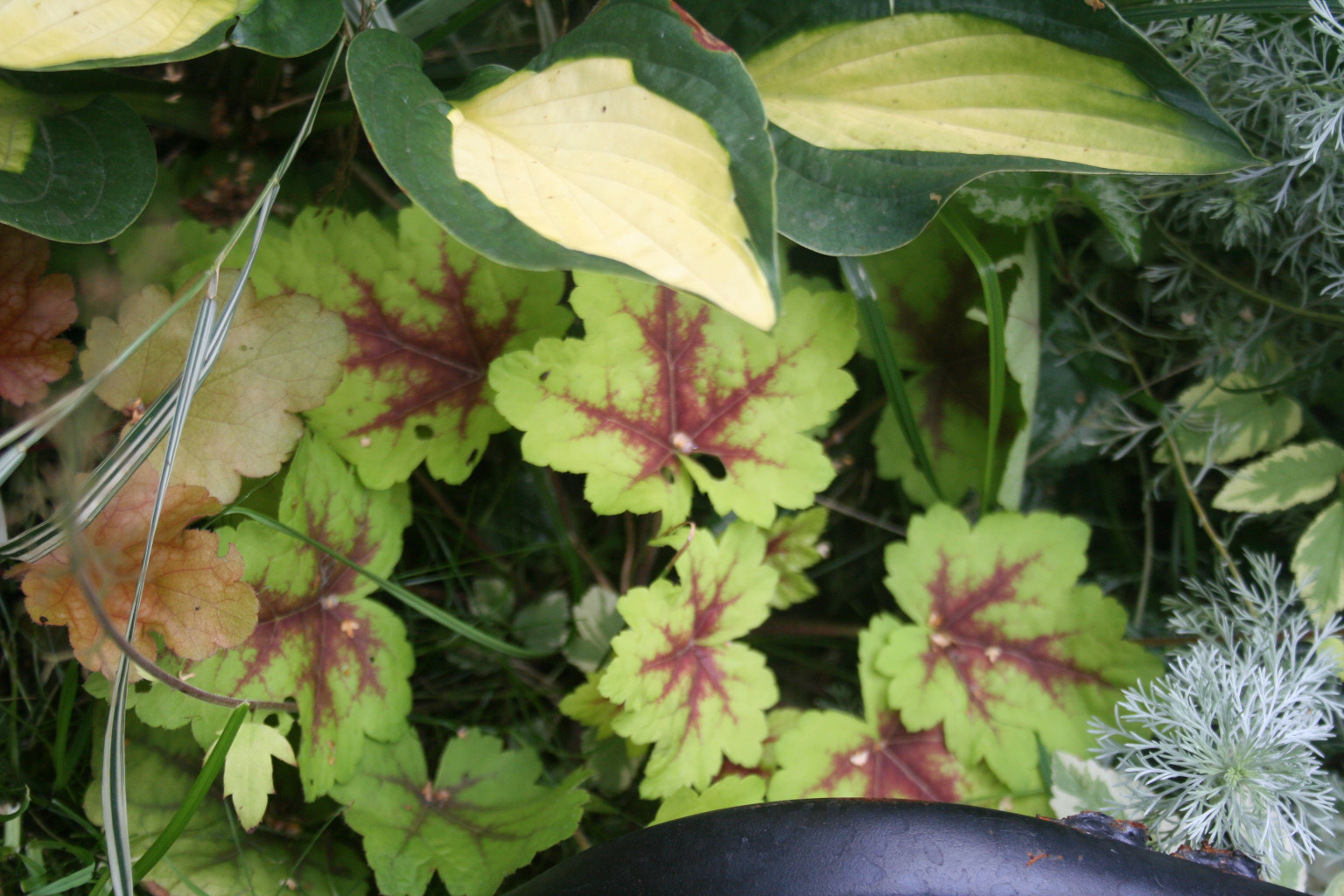 Heucherella Stopligh