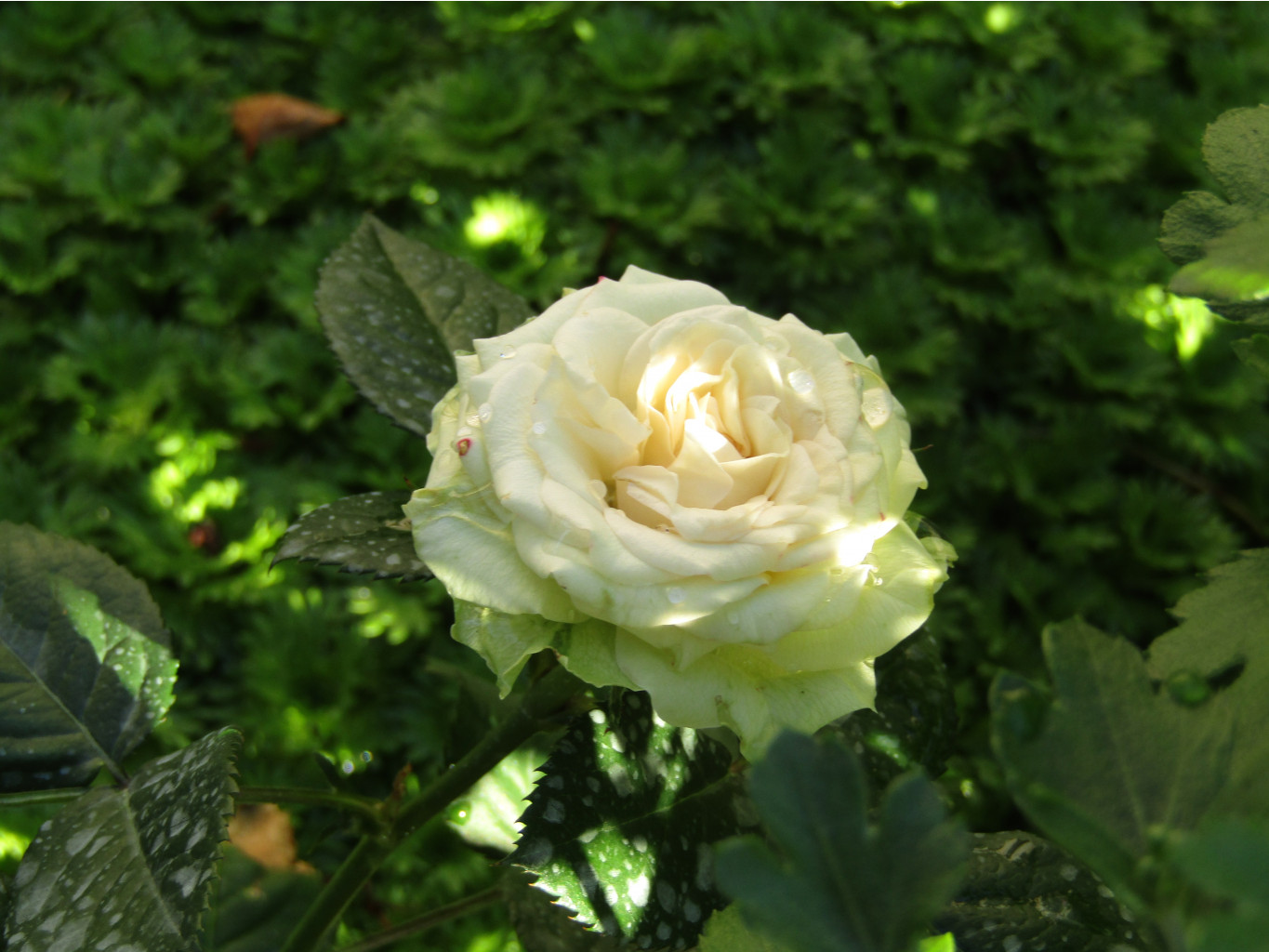 IMG 0991.JPG
