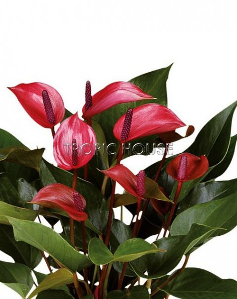    ( Anthurium Cherry Champion) -   650 .