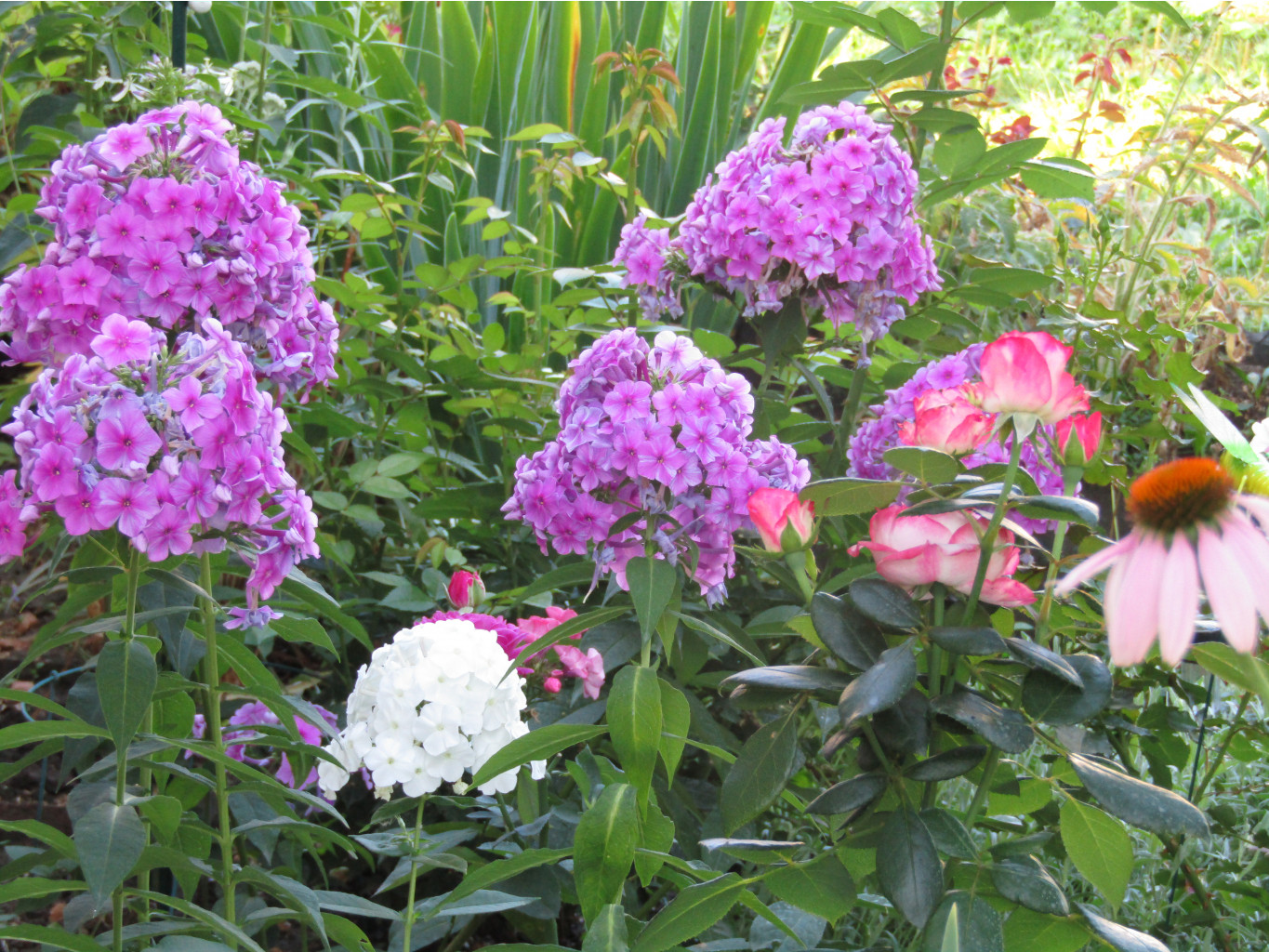 IMG 0895.JPG