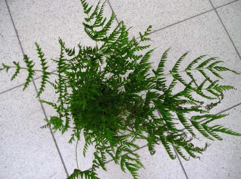  pteris straminea- 350 .