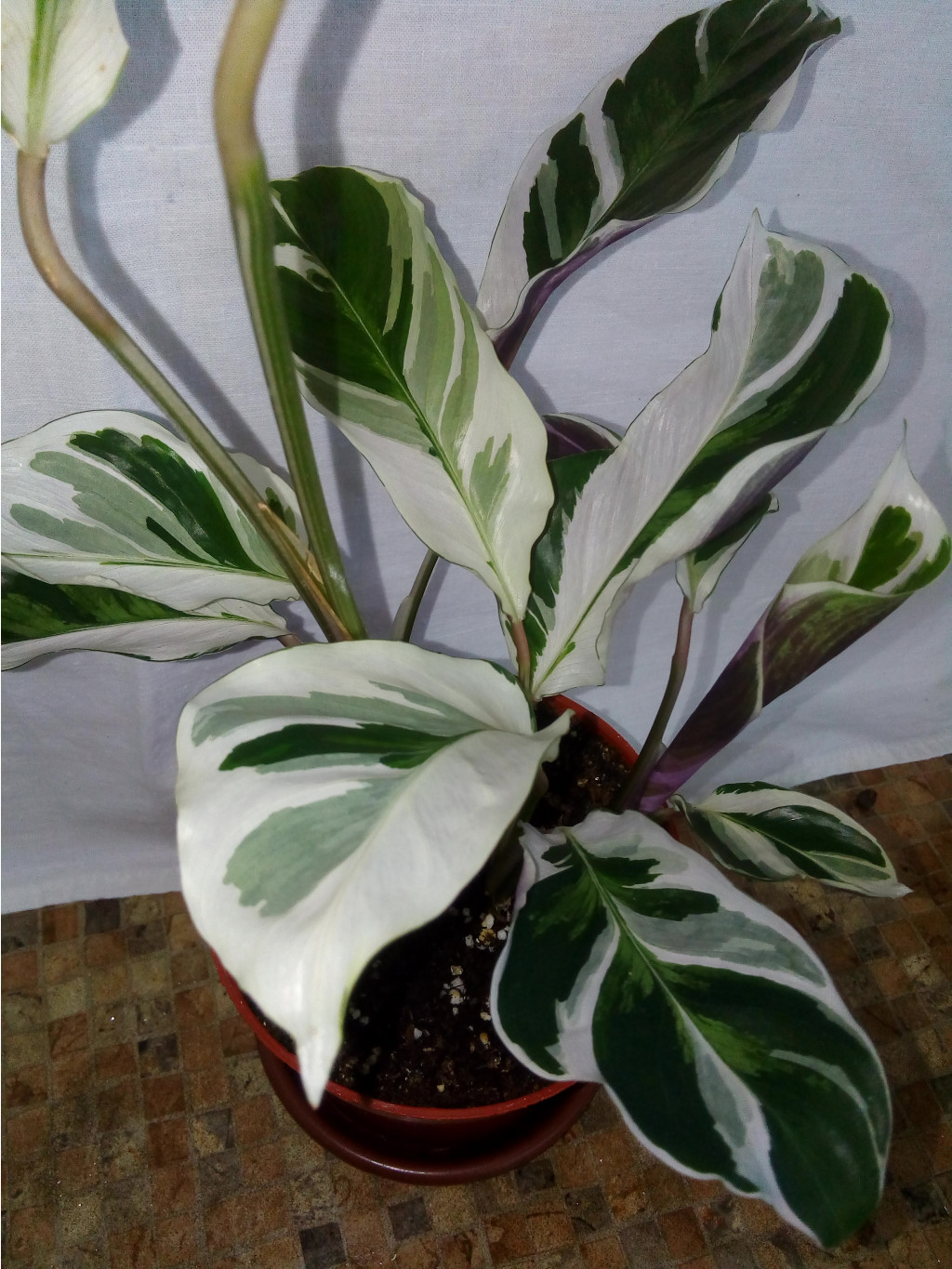 Calathea 'Fusion White'