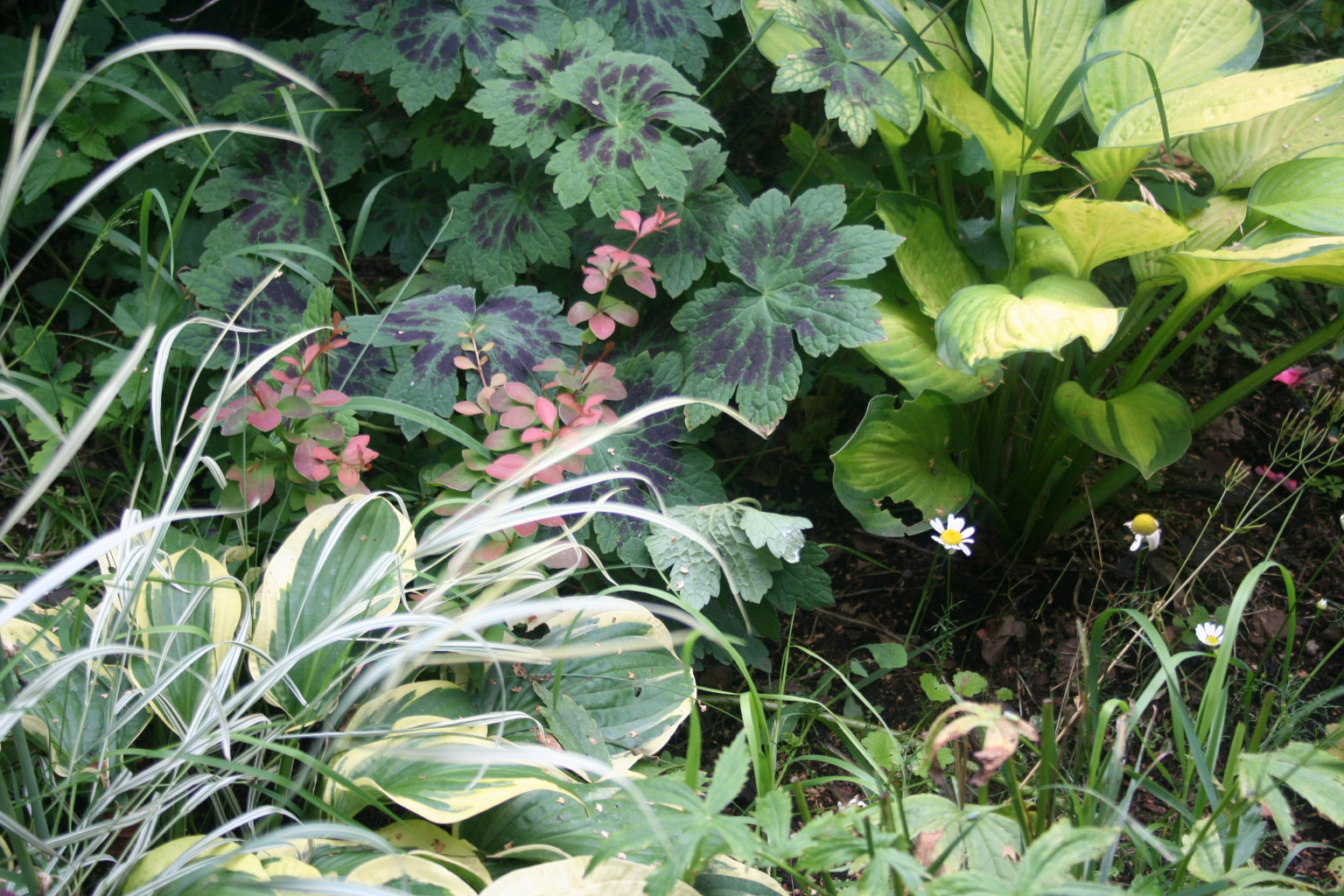 Hosta Pauls Glory   