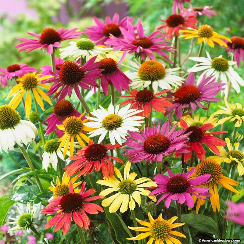 Echinacea-mix-coneflower-mix 3.jpg