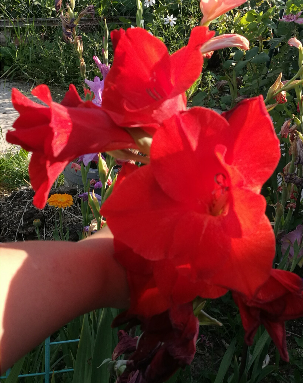 IMG 20180807 135815.jpg