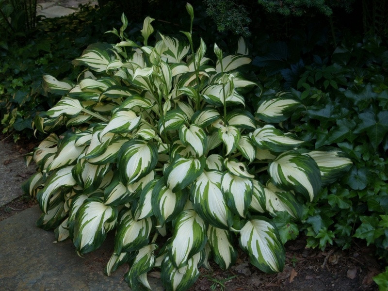   (Hosta undulata 'Univittata')