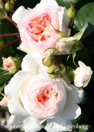  Stephanie Baronin zu Gutenberg ( 5).jpeg