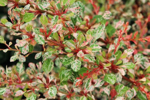     (Berberis thunbergii Silver Beauty)-