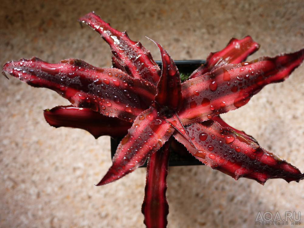    Cryptanthus Rubin star - 300- 350 