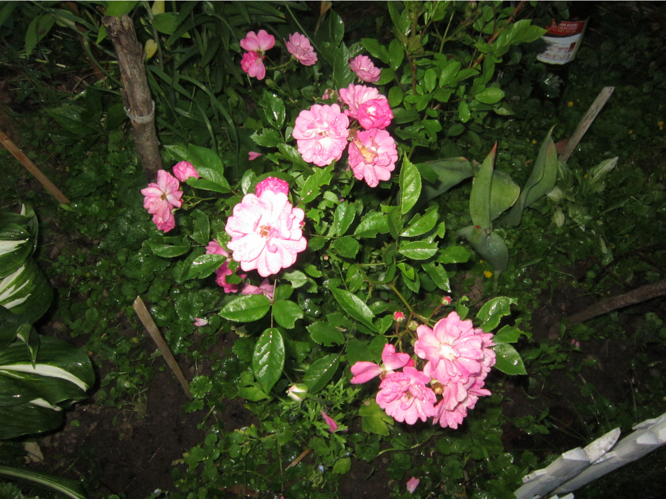 IMG 7124.JPG