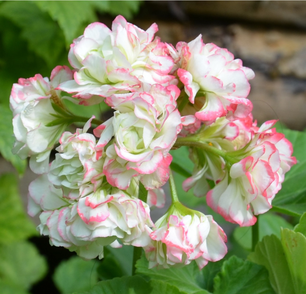 Appleblossom Rosebud