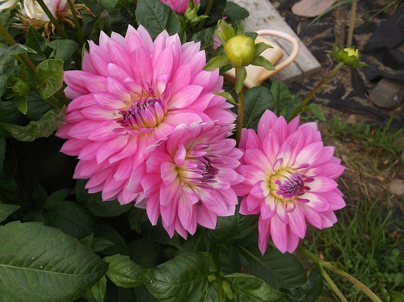 DSCF3780.JPG