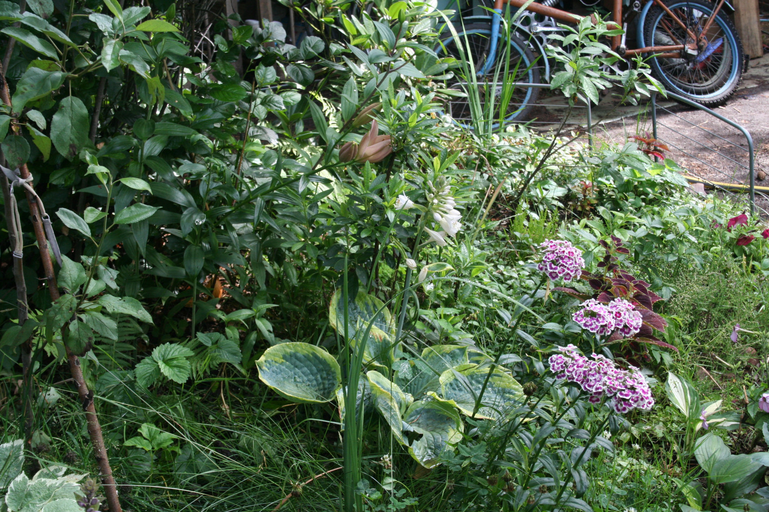 IMG 5273.JPG