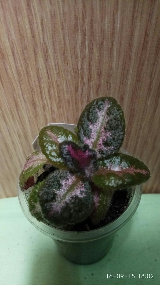 Pink Acajou