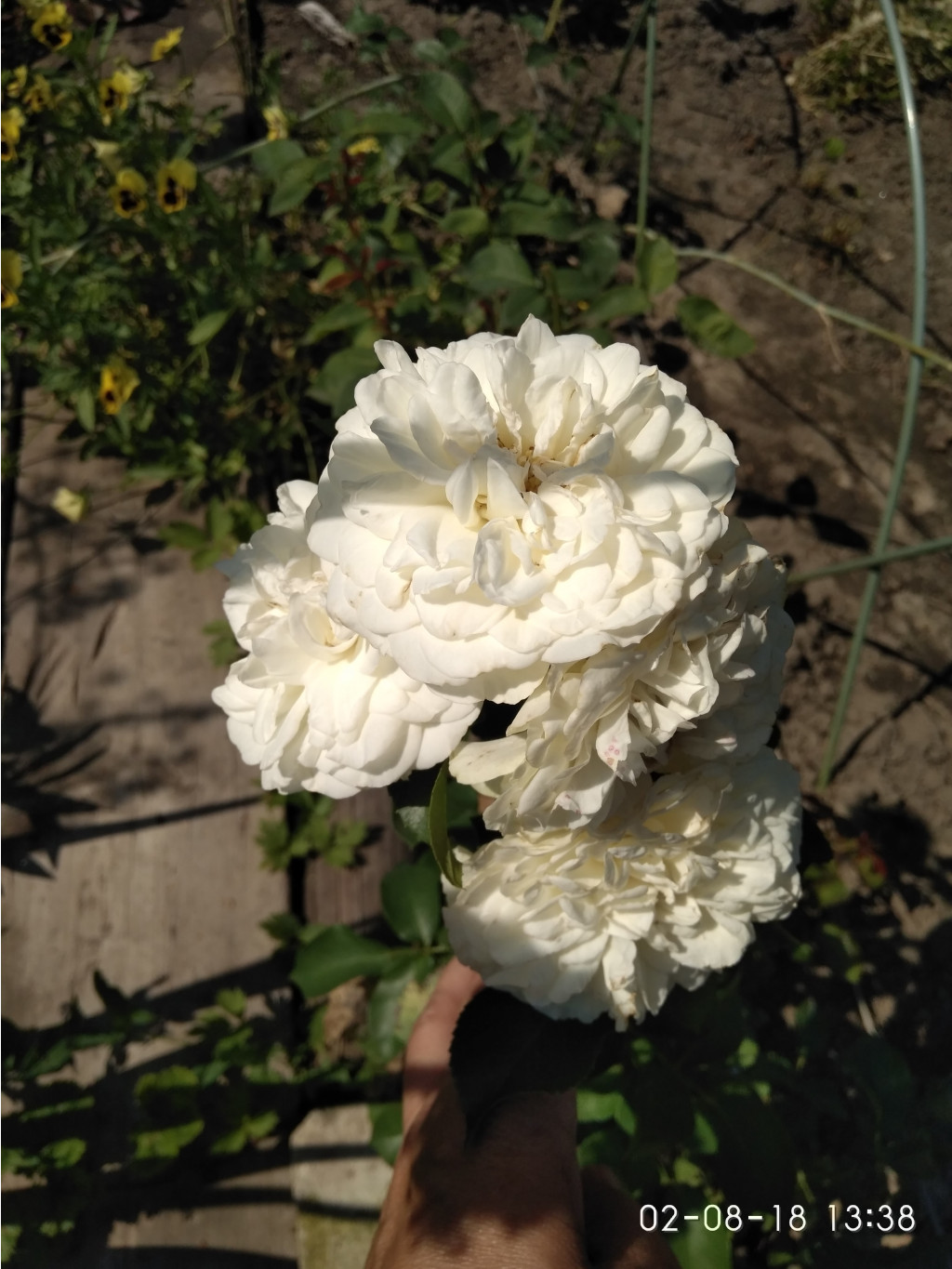 IMG 20180802 133828.jpg