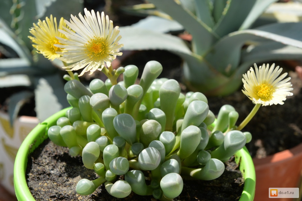  ( Fenestraria rhopalophylla)    - 250 .