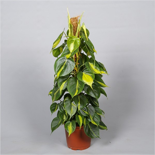    (Philodendron Brasil)-