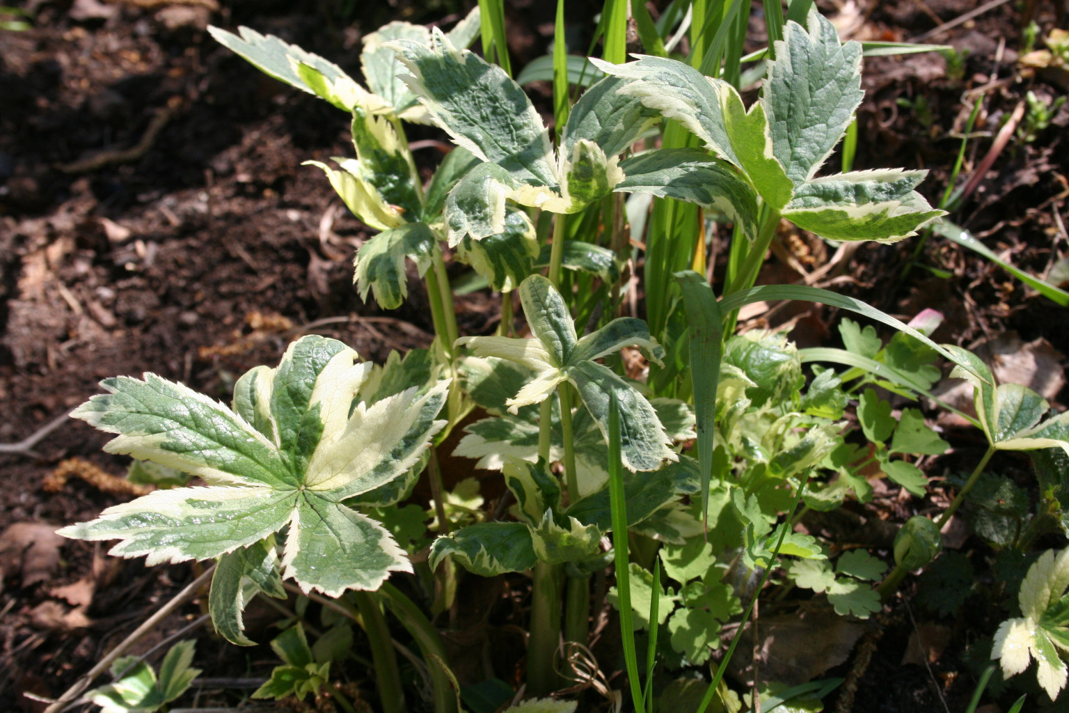 Astrantia major 'Sunningdale Variegated'