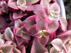 Crassula-pellucida-rubra-marginata2-Lapshin.jpg