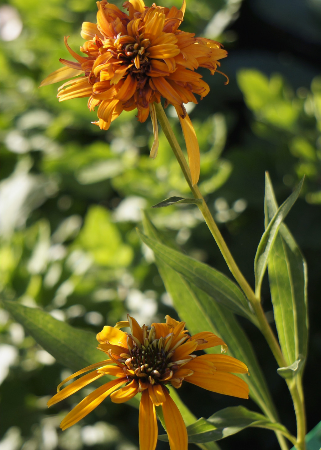 Echinacea () Marmelade