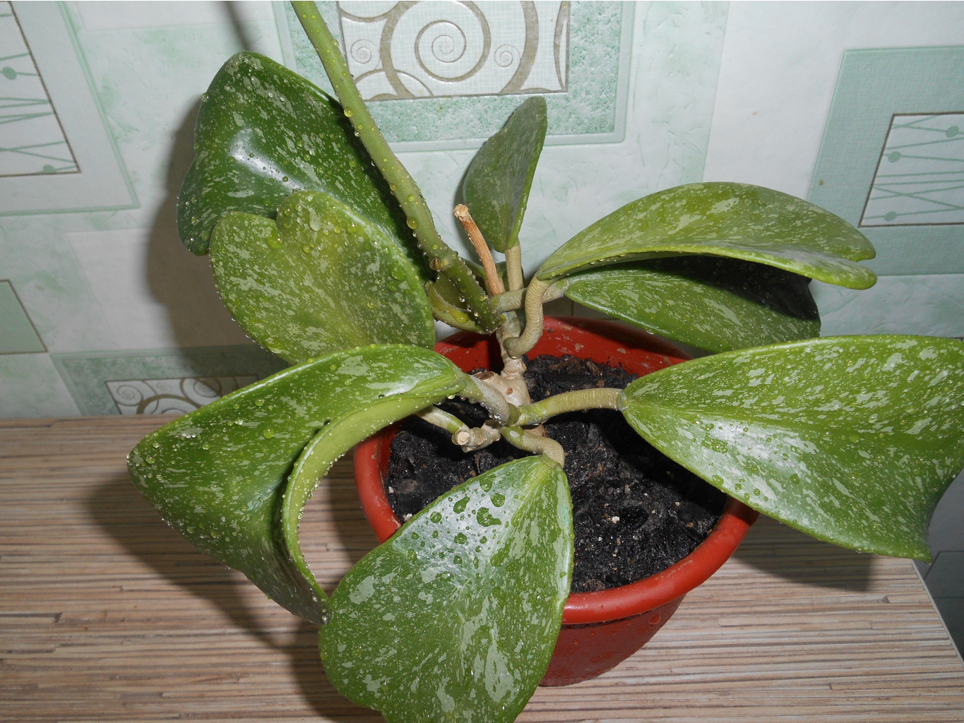Kerrii Spotted Leaves.