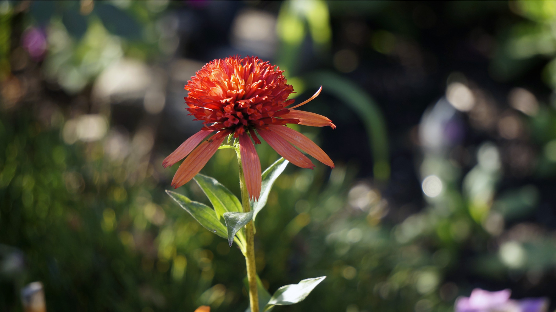 Echinacea  Summer Salsa