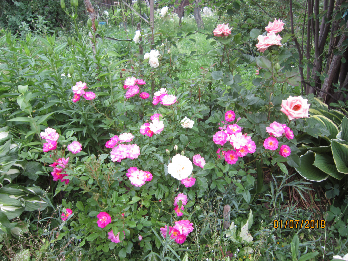 IMG 0001.JPG