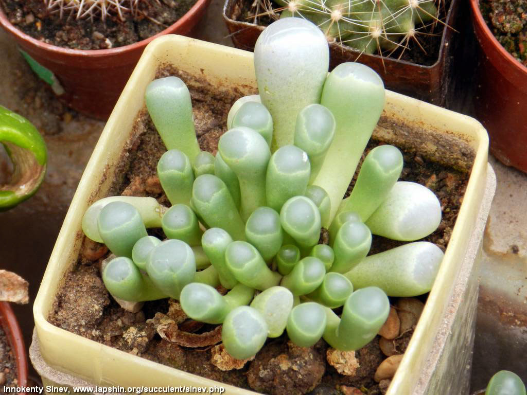  ( Fenestraria rhopalophylla)   