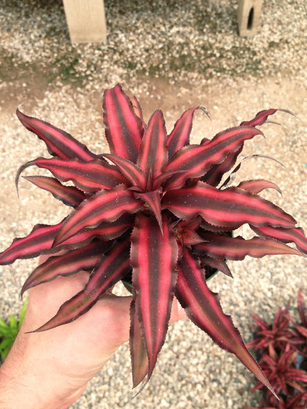    Cryptanthus Rubin star