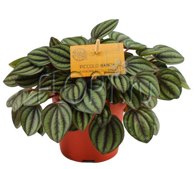    ( Peperomia Picilo Banda) - 350 - 450 .