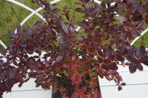     (Berberis media Red Jewel)---- 