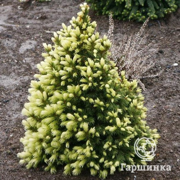     (Picea glauca Daisy's White)-.jpg