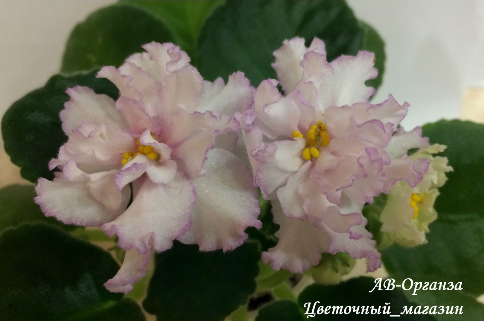 Органза Фиалка Фото Органза Фиалка Фото