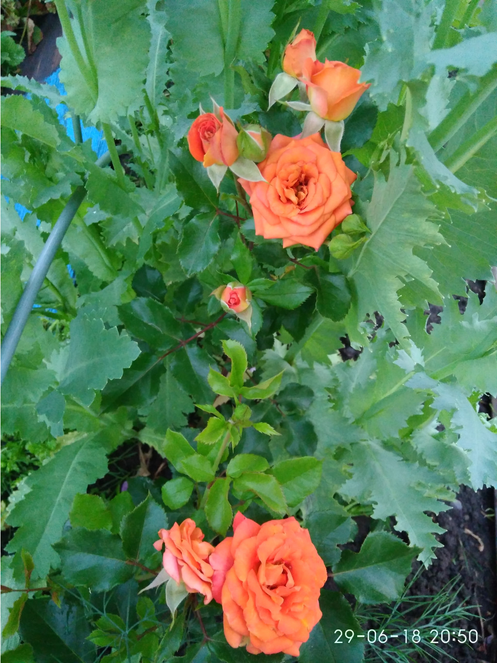 IMG 20180629 205011.jpg