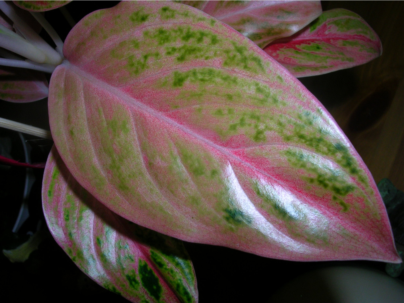  Aglaonema  Sweet Orange 