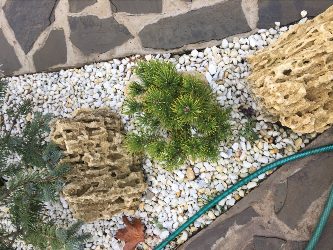  Pinus mugo Carsten Wintergold