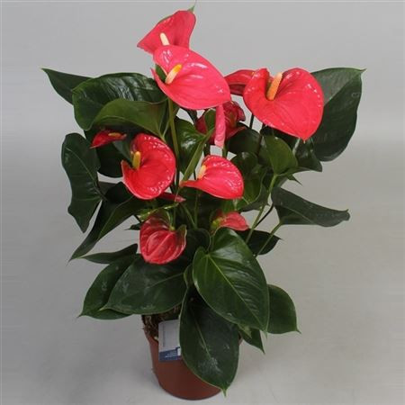    ( Anthurium Arisa Pink)-  550 - 600 .