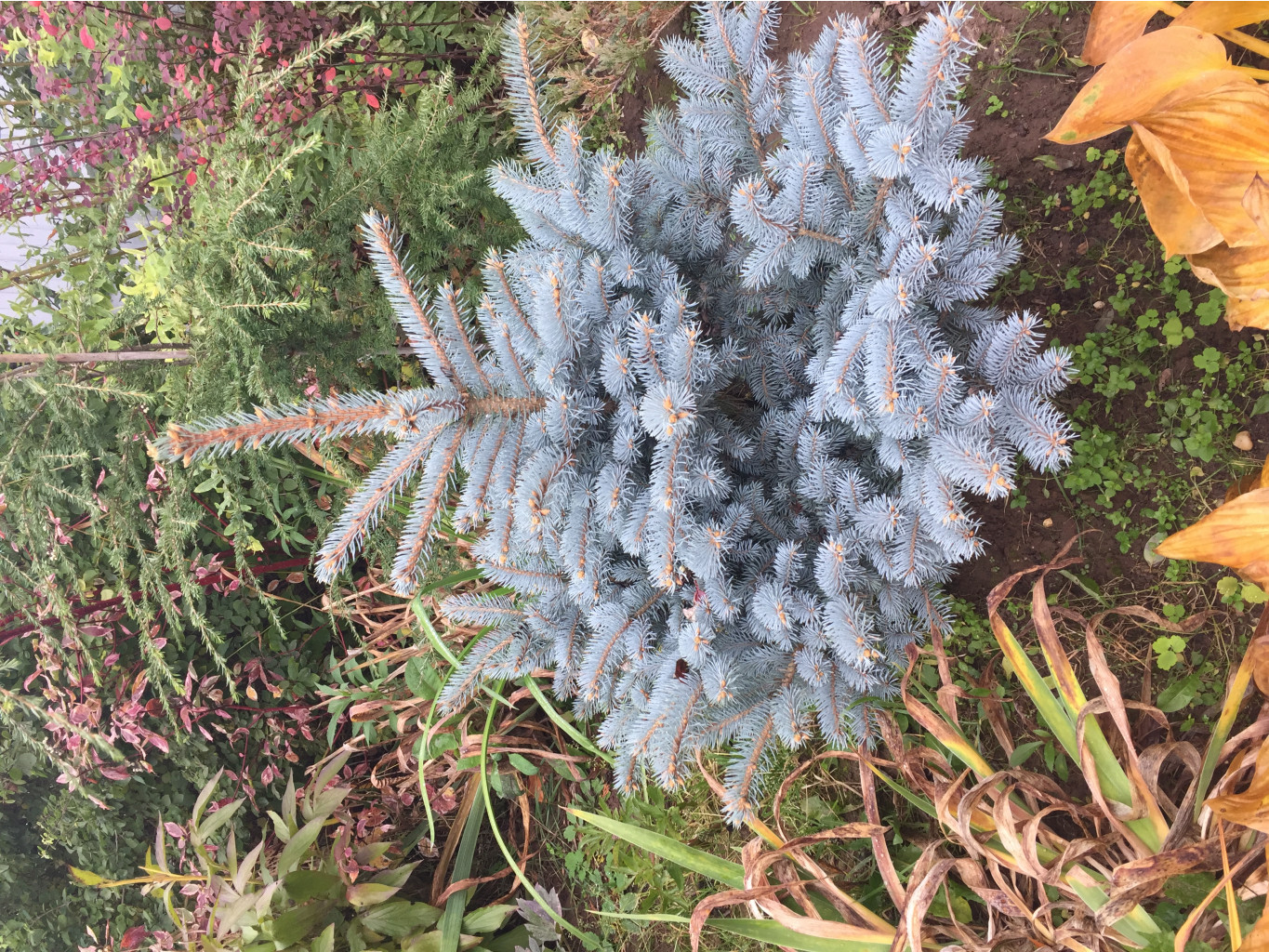 Picea pungens Glauca Globosa