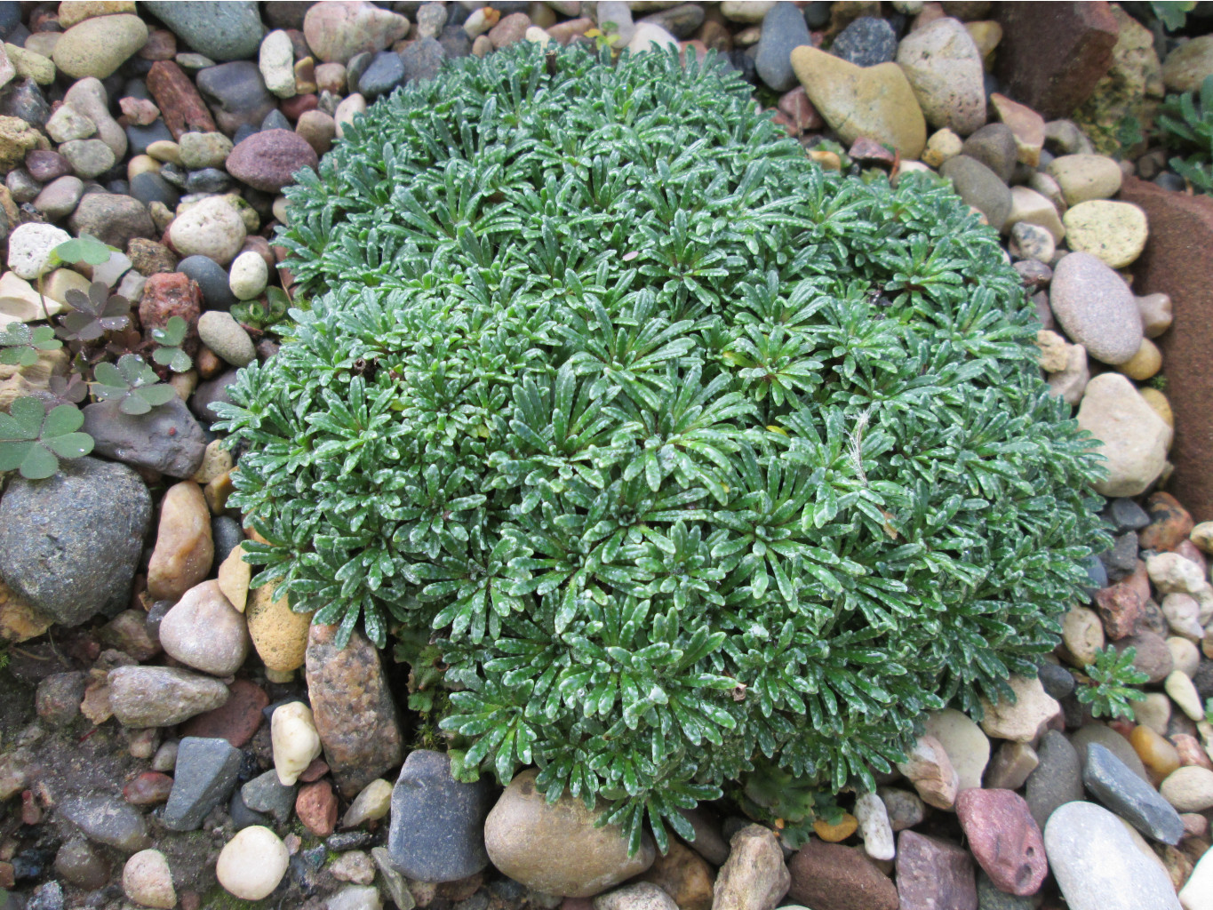 IMG 5515.JPG