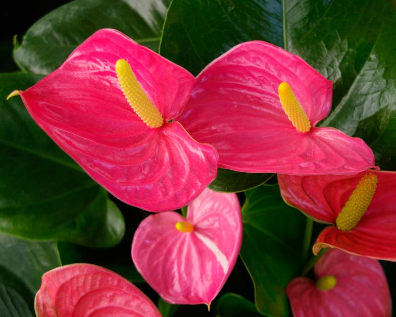    ( Anthurium Arisa Pink)