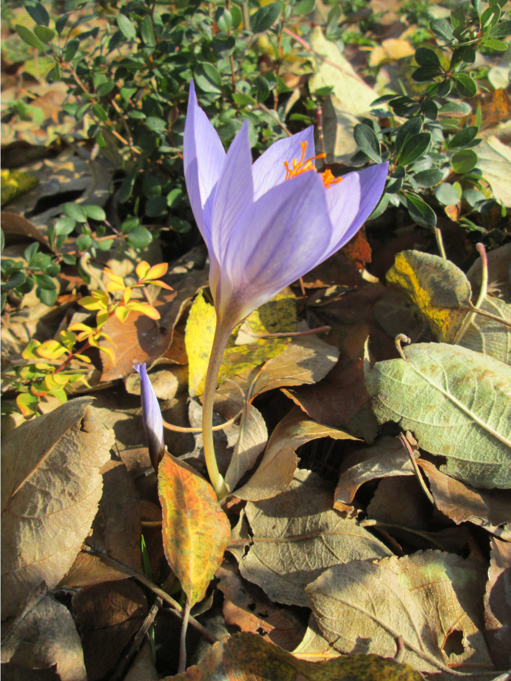 IMG 5554.JPG