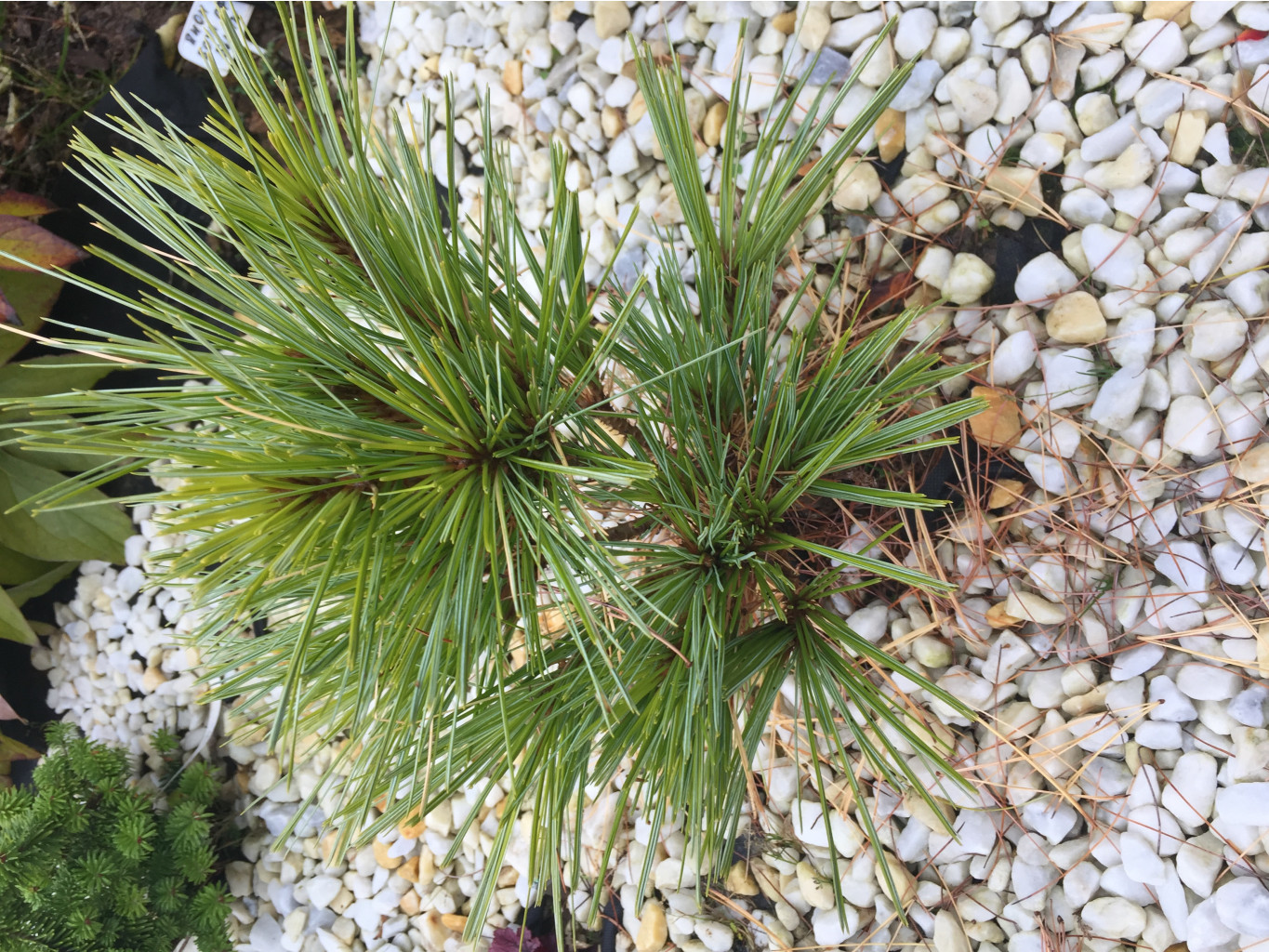  Pinus x schwerinii Wiethorst