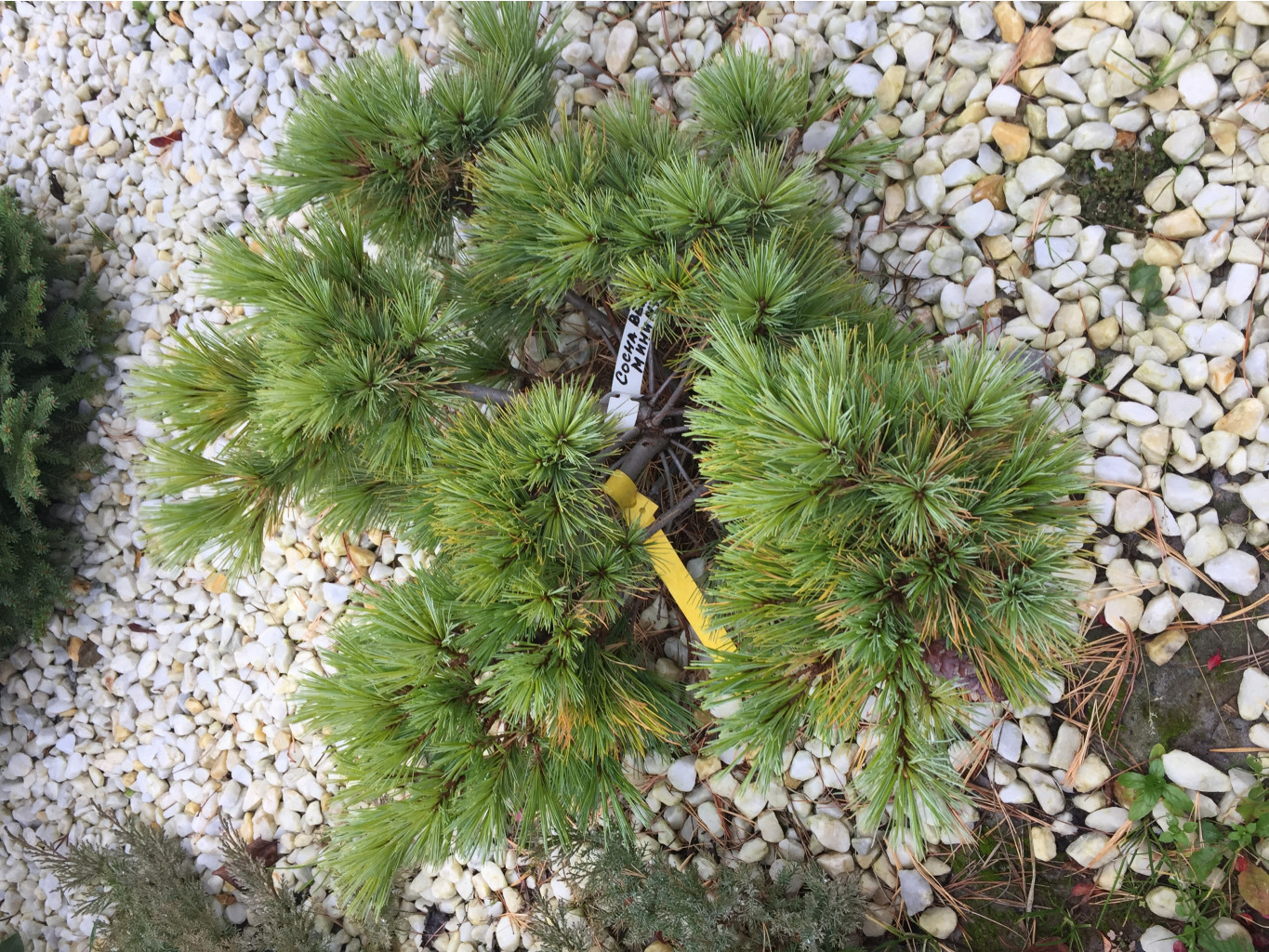    Pinus strobus Minima