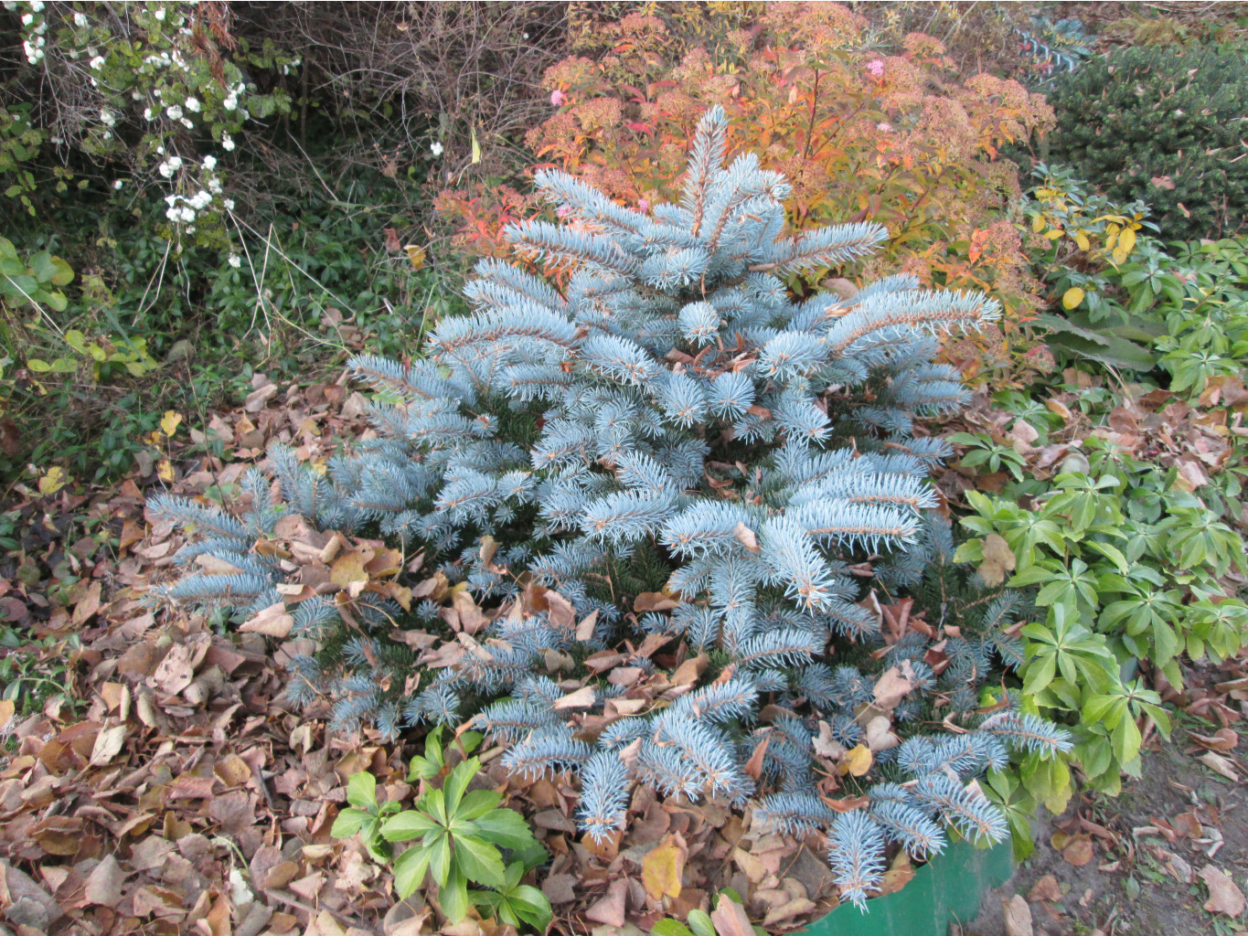 IMG 5570.JPG