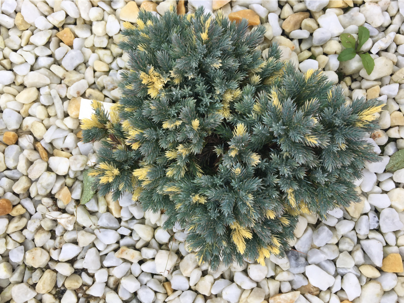 Juniperus squamata Floriant