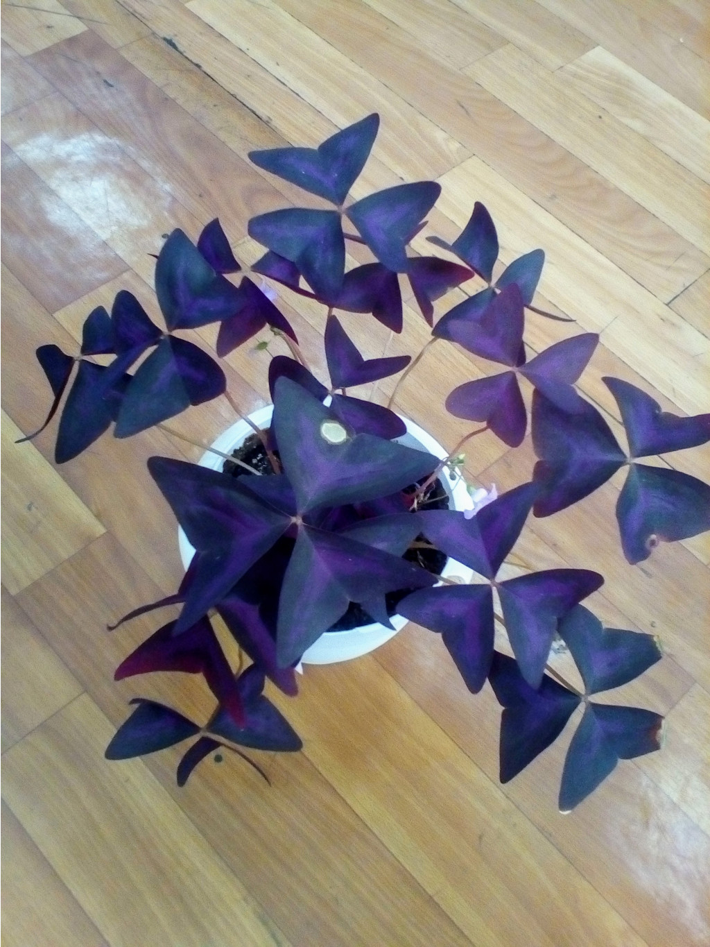 IMG 20180829 071214~2.jpg