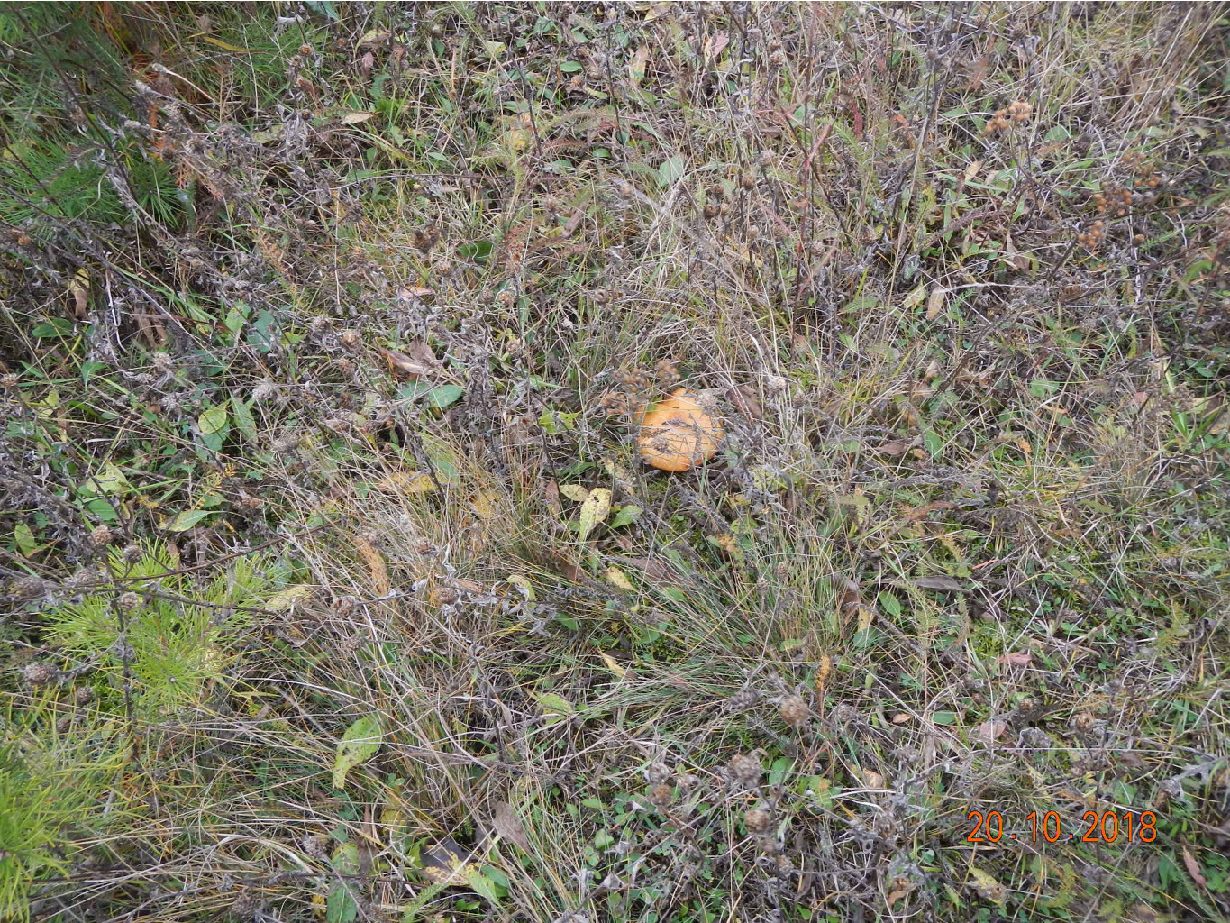 DSCN6622.JPG
