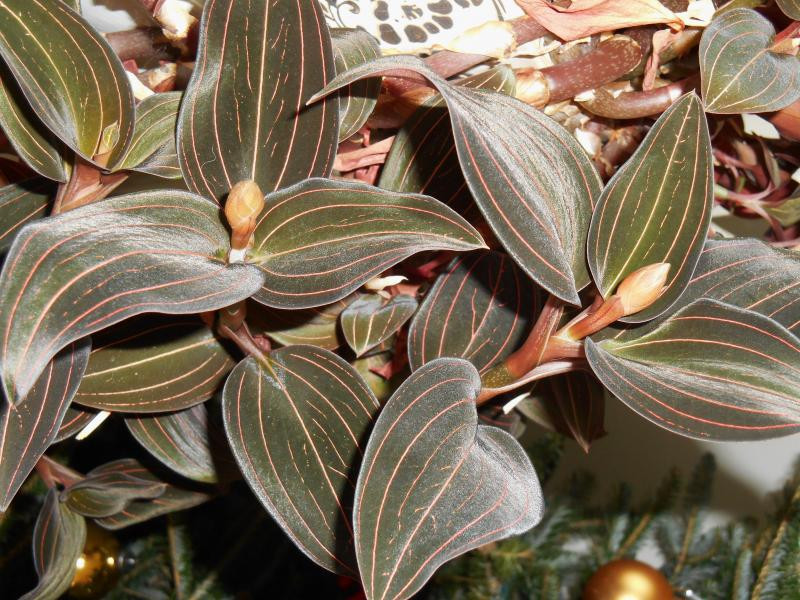   (Ludisia discolor)-