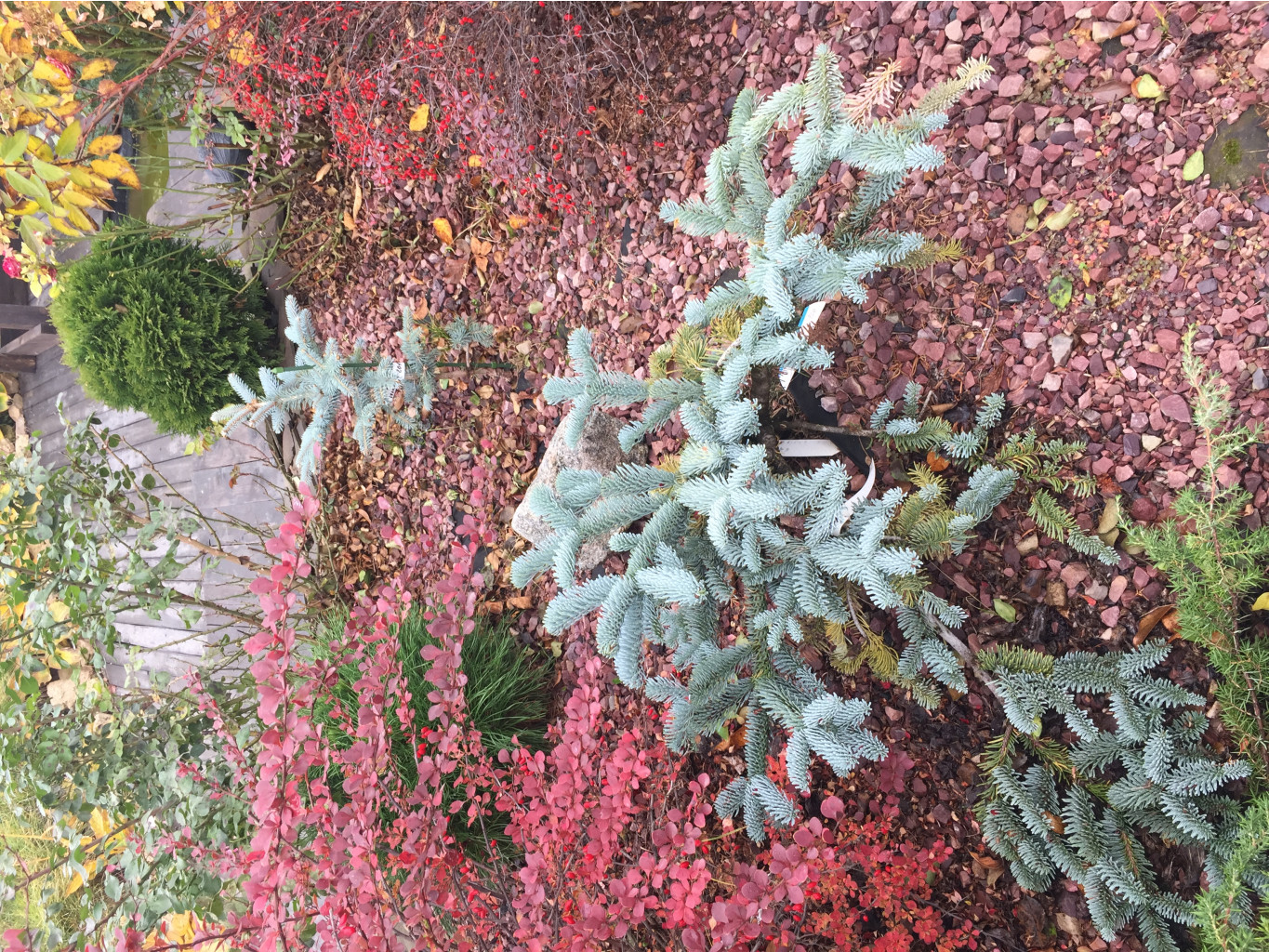 Abies Procera Glauca