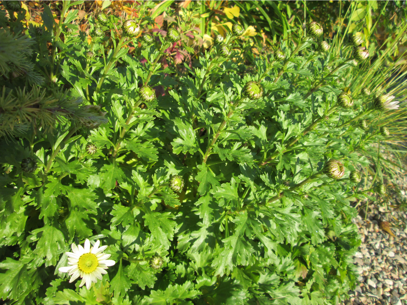 IMG 5560.JPG